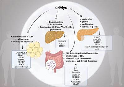 Obesity under the moonlight of c-MYC